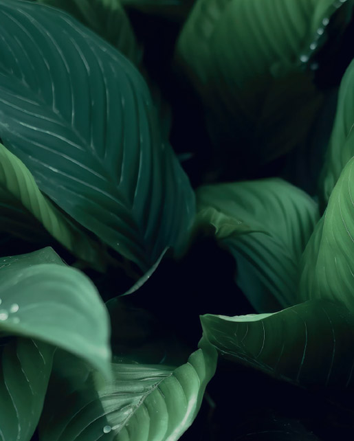 ilp-mp3-forest-green-label