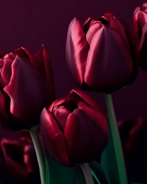 ilp-mp3-tulip-purple-label